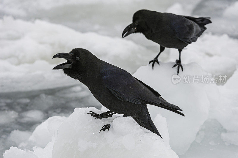 东方大嘴乌鸦(Corvus macrohynchos japonensis)也被称为丛林乌鸦或印度乌鸦。它们的嘴很大，因此有时也被称为大嘴乌鸦或厚嘴乌鸦。北海道;日本，鄂霍特海